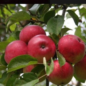 Яблоня Скала